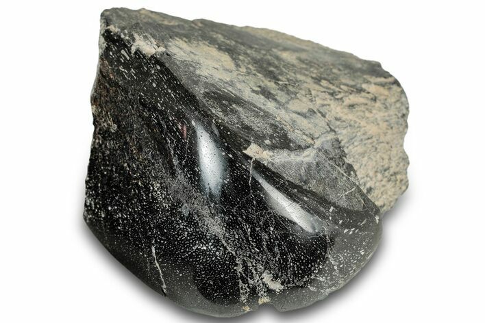 Polished Fossil Dinosaur Bone (Gembone) Section - Wyoming #309389